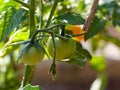 Closeup shot of fresh tomatoes ripened on the plant