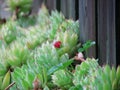 Closeup shot of a fresh wild strawberry with wet leaves on a blurred background Royalty Free Stock Photo