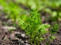 A closeup shot of fresh young carrot plants growing in a vegetable garden Royalty Free Stock Photo
