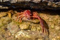 Closeup shot of a freshwater crab between rocks underwater Royalty Free Stock Photo