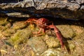Closeup shot of a freshwater crab between rocks underwater Royalty Free Stock Photo