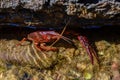 Closeup shot of a freshwater crab between rocks underwater Royalty Free Stock Photo