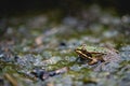 Closeup shot of a frog camouflaging in a pond Royalty Free Stock Photo