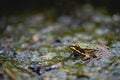 Closeup shot of a frog camouflaging in a pond