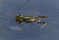 Closeup shot of a frog floating on the water surface Royalty Free Stock Photo