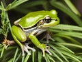 closeup shot of a frog on a tree trunk in a natural environment Royalty Free Stock Photo