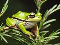 closeup shot of a frog on a tree trunk in a natural environment Royalty Free Stock Photo