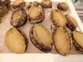 Closeup shot of frozen abalone meat