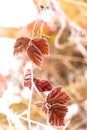 Closeup shot of a frozen red leaves in winter covered by beautiful ice crystals Royalty Free Stock Photo