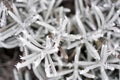 Closeup shot of the frozen white tree branches