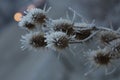 Closeup shot of frozen wild teasels during dawn Royalty Free Stock Photo