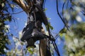 Closeup shot of a fruit bat hanging on a tree in the forest Royalty Free Stock Photo