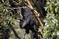 Closeup shot of a fruit bat hanging on a tree in the forest Royalty Free Stock Photo