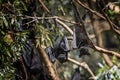 Closeup shot of a fruit bat hanging on a tree in the forest Royalty Free Stock Photo