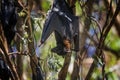 Closeup shot of a fruit bat hanging on a tree in the forest Royalty Free Stock Photo