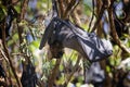 Closeup shot of a fruit bat hanging on a tree in the forest Royalty Free Stock Photo