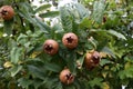 Closeup shot of fruit of Mespilus germanica (common medlar) on a tree Royalty Free Stock Photo