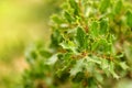 Closeup shot of a fruitless and light green mistletoe plant in winter. Royalty Free Stock Photo