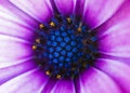 Closeup shot of full-bloom purple African daisy Royalty Free Stock Photo