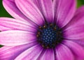 Closeup shot of full-bloom purple African daisy Royalty Free Stock Photo