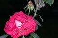 Closeup shot of a fully bloomed pink rose isolated on a dark background Royalty Free Stock Photo