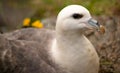 Closeup shot of a fulmar bird under the sunlight with a blurry background