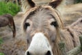 Closeup shot of a funny cute donkey sniffing a camera Royalty Free Stock Photo