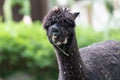 Closeup shot of a funny cute llama chewing leaves on green blurred background Royalty Free Stock Photo