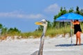 Closeup shot of a funny great blue heron on the beach on a sunny day