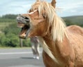 Closeup shot of a funny laughing horse Royalty Free Stock Photo