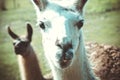 Closeup shot of a funny llama looking at the camera Royalty Free Stock Photo