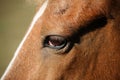 Closeup shot of a furry horse face with a large eye Royalty Free Stock Photo