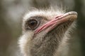 Closeup shot of a fuzzy ostrich face