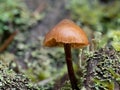 Closeup shot of a Galerina (saprotrophic mushroom) Royalty Free Stock Photo