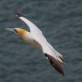 Closeup shot of a gannet bird soaring in the air Royalty Free Stock Photo