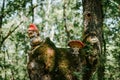 Closeup shot of garden gnomes on an old tree in the woods Royalty Free Stock Photo