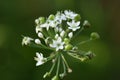 Closeup shot of Garlic chives taxon against a green blurred background Royalty Free Stock Photo