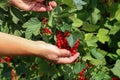 Closeup shot of gathering ripe redcurrant berries in the garden Royalty Free Stock Photo