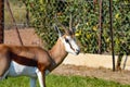 Closeup shot of a gazelle walking outdoors