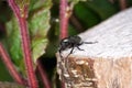 Closeup shot of a geotrupidae beetle on a rock, an earth-boring dung beetle Royalty Free Stock Photo