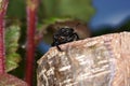 Closeup shot of a geotrupidae beetle on a rock, an earth-boring dung beetle Royalty Free Stock Photo