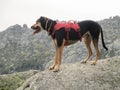 Closeup shot of a German Jagdterrier wearing a harness