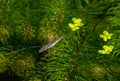 A closeup shot of Gerris lacustris or common pond skater Royalty Free Stock Photo