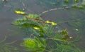 A closeup shot of Gerris lacustris or common pond skater Royalty Free Stock Photo