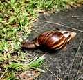 Closeup shot of a Giant African land snail crawling on the ground Royalty Free Stock Photo