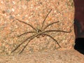 Closeup shot of a giant crab spider perched on the wall Royalty Free Stock Photo