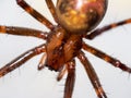 Closeup shot of the giant European cave spider Meta menardi (Tetragnathidae)