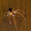 Closeup shot of the giant European cave spider Meta menardi (Tetragnathidae) Royalty Free Stock Photo