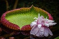 Closeup shot of a Giant Lily Pad with a pink flower, Waimea Falls, Oahu Hawaii Royalty Free Stock Photo
