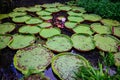 Closeup shot of the Giant Lily Pads with Flowers, Waimea Falls, Oahu Hawaii Royalty Free Stock Photo